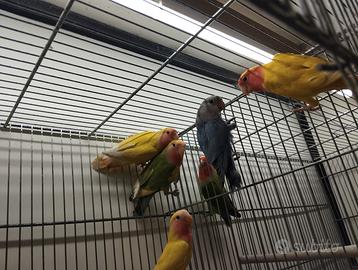 Inseparabili rosecolis