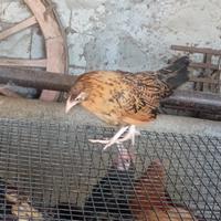 Galline millefiori da cova