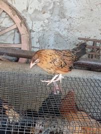 Galline millefiori da cova