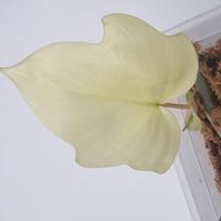 talea radicata Philodendron Florida Ghost