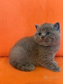 British Shorthair