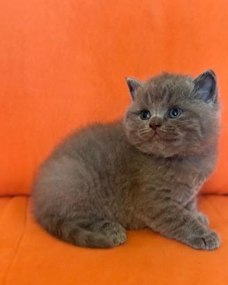 British Shorthair