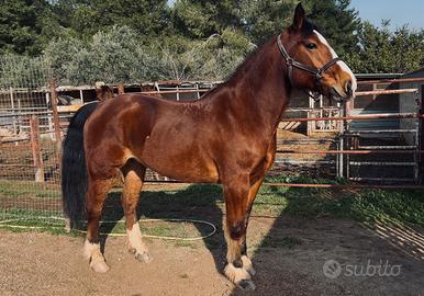 Cavallo castrone