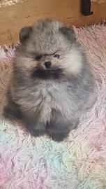 Femmina spitz pomerania