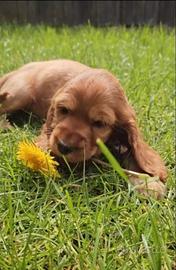 Cocker Spaniel maschietti rosso cervo
