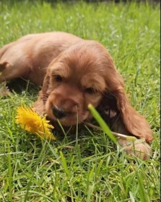 Cocker Spaniel maschietti rosso cervo