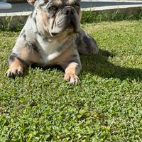 Bulldog francesi