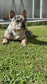 Bulldog francesi