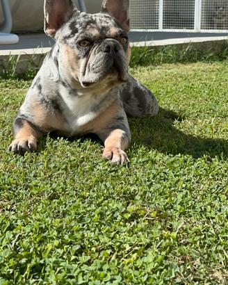 Bulldog francesi