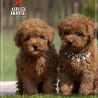 Barboncino toy e mini