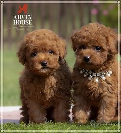 Barboncino toy e mini