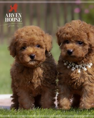 Barboncino toy e mini