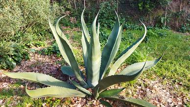 piante grasse agave gigante ( due metri H. )