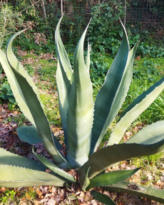 piante grasse agave gigante ( due metri H. )