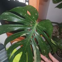 Monstera thai