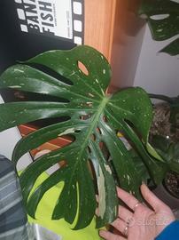 Monstera thai