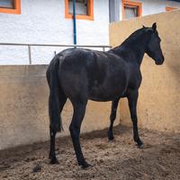 Fattrice pura raza española