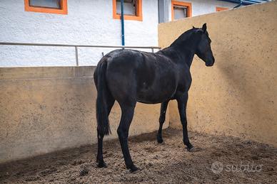 Fattrice pura raza española