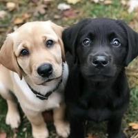 Cuccioli di Labrador Nero