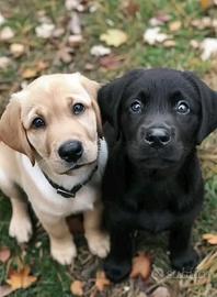 Cuccioli di Labrador Nero