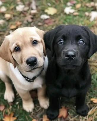Cuccioli di Labrador Nero