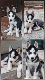 Cuccioli di husky