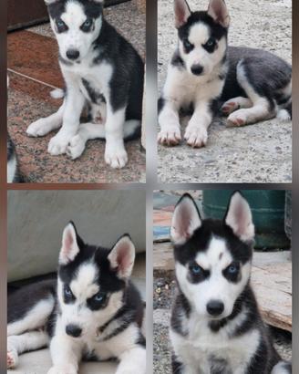 Cuccioli di husky
