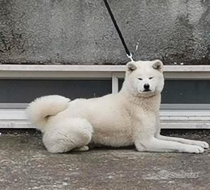Akita inu giapponese cuccioli pedigree