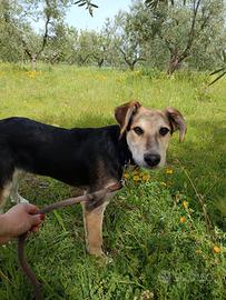 Baloo il mago dell'amore