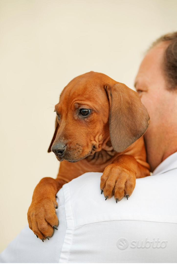 Cucciolo Di Rhodesian Ridgeback Fotografia Stock - Immagine di orizzontale, fronte: 28602698