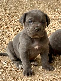 Cucciole femmine grigie cane corso