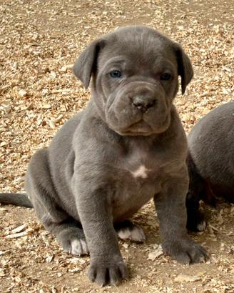Cucciole femmine grigie cane corso