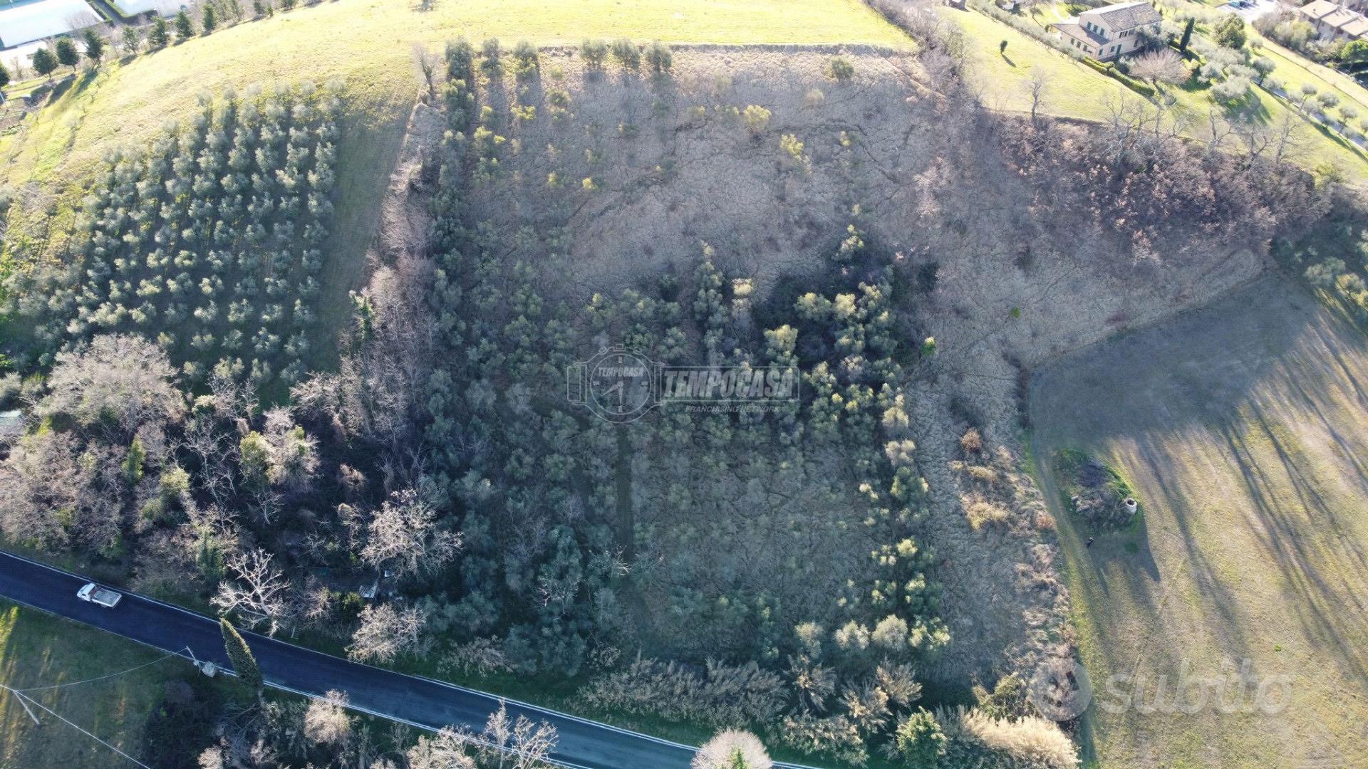 Terreno agricolo con 240 ulivi - Vista 2