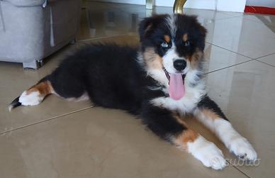 Cucciolo di Pastore Australiano