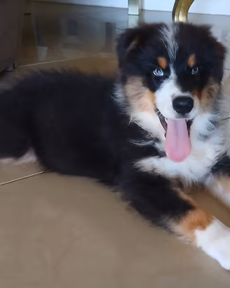 Cucciolo di Pastore Australiano