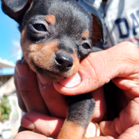 Cuccioli di pincher nano