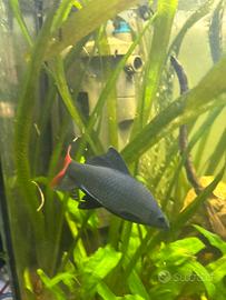 2 Labeo bicolor + 1 Botia