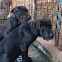 Femmine corso 3 mesi