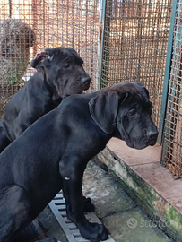 Femmine corso 3 mesi