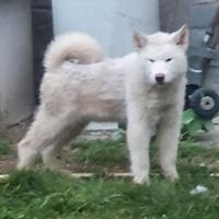 Alaskan Malamute cucciolo bianco