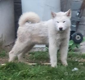 Alaskan Malamute cucciolo bianco