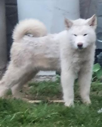 Alaskan Malamute cucciolo bianco