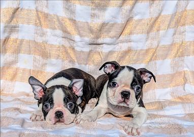 Splendidi cuccioli boston terrier, allev. enci