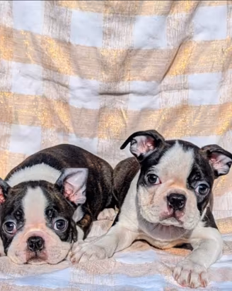 Splendidi cuccioli boston terrier, allev. enci