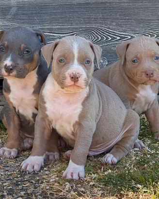 Pitbull