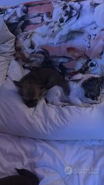Chihuahua meravigliosi ENCI
