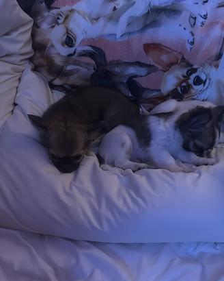 Chihuahua meravigliosi ENCI