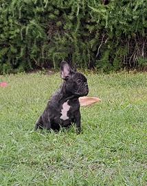 Bulldog francese