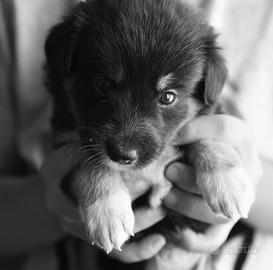 2 cuccioli maschi mesticci Border Collie