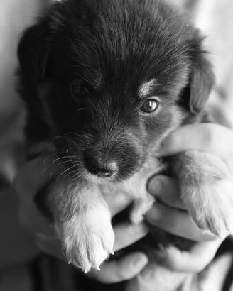 2 cuccioli maschi mesticci Border Collie